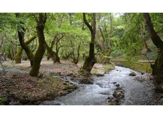 ΚΥΡΙΑΚΗ 10/5/2026 Ημερήσια  ΠΛΑΝΗΤΕΡΟ ΣΠΗΛΑΙΟ (ΤΩΝ ΛΙΜΝΩΝ)    ΚΛΕΙΤΟΡΙΑ - ΚΑΣΤΡΙΑ