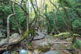 ΚΥΡΙΑΚΗ 17/5/2026 Ημερήσια  ΤΟ ΠΑΡΑΔΕΙΣΕΝΙΟ ΧΩΡΙΟ ΤΗΣ ΦΘΙΩΤΙΔΑΣ ΠΑΥΛΙΑΝΗ (ΠΑΡΚΟ ΑΝΑΨΥΧΗΣ) ΚΑΜΕΝΑ ΒΟΥΡΛΑ