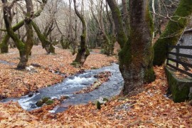 ΚΥΡΙΑΚΗ 4/10/2026 Ημερήσια  ΠΛΑΝΗΤΕΡΟ ΣΠΗΛΑΙΟ (ΤΩΝ ΛΙΜΝΩΝ)    ΚΛΕΙΤΟΡΙΑ – ΚΑΣΤΡΙΑ